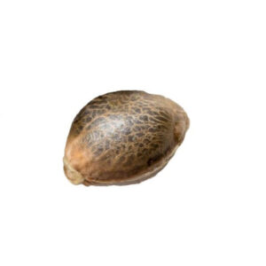 OG KUSH SEEDS