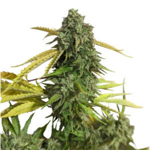 Alternative view of OG KUSH SEEDS