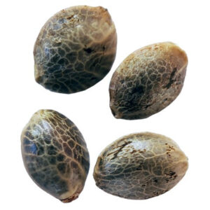 COASTAL FOG AUTOFLOWER FEMINIZED SEEDS