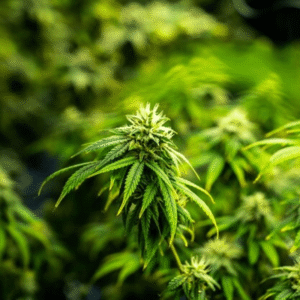 Cannabis
